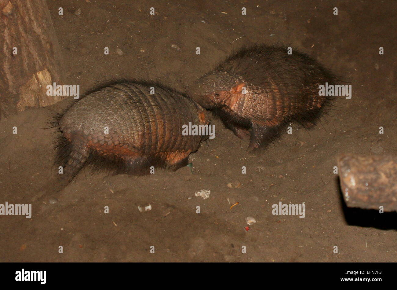 Männliche und weibliche südamerikanische große behaarte Gürteltiere (Chaetophractus Villosus) Stockfoto
