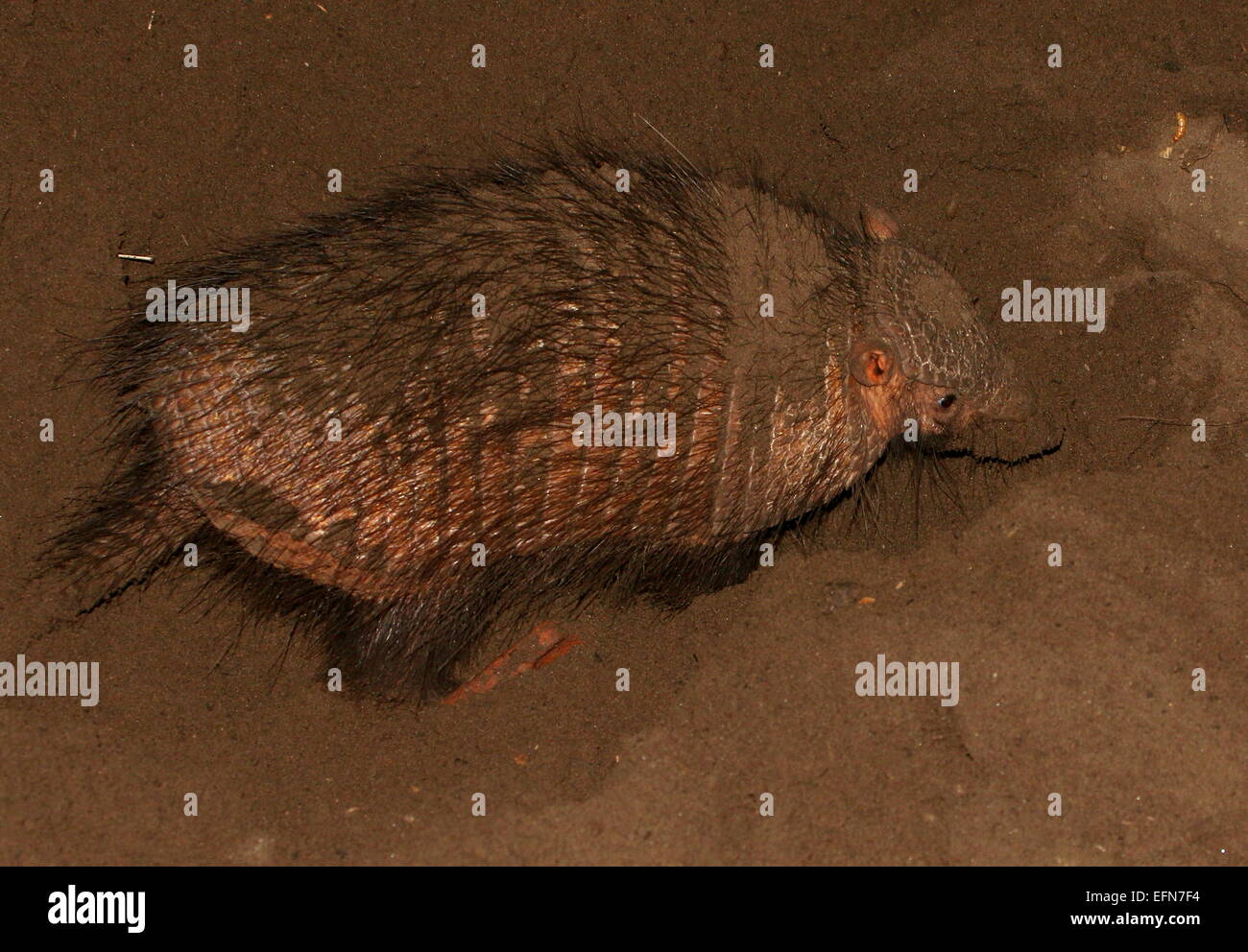 Südamerikanische große behaarte Gürteltier (Chaetophractus Villosus) wühlen und Graben Stockfoto
