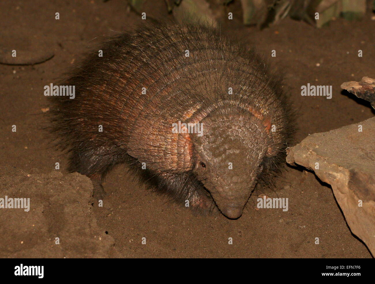 Südamerikanische große behaarte Gürteltier (Chaetophractus Villosus) Graben und graben, gerichtete Kamera Stockfoto
