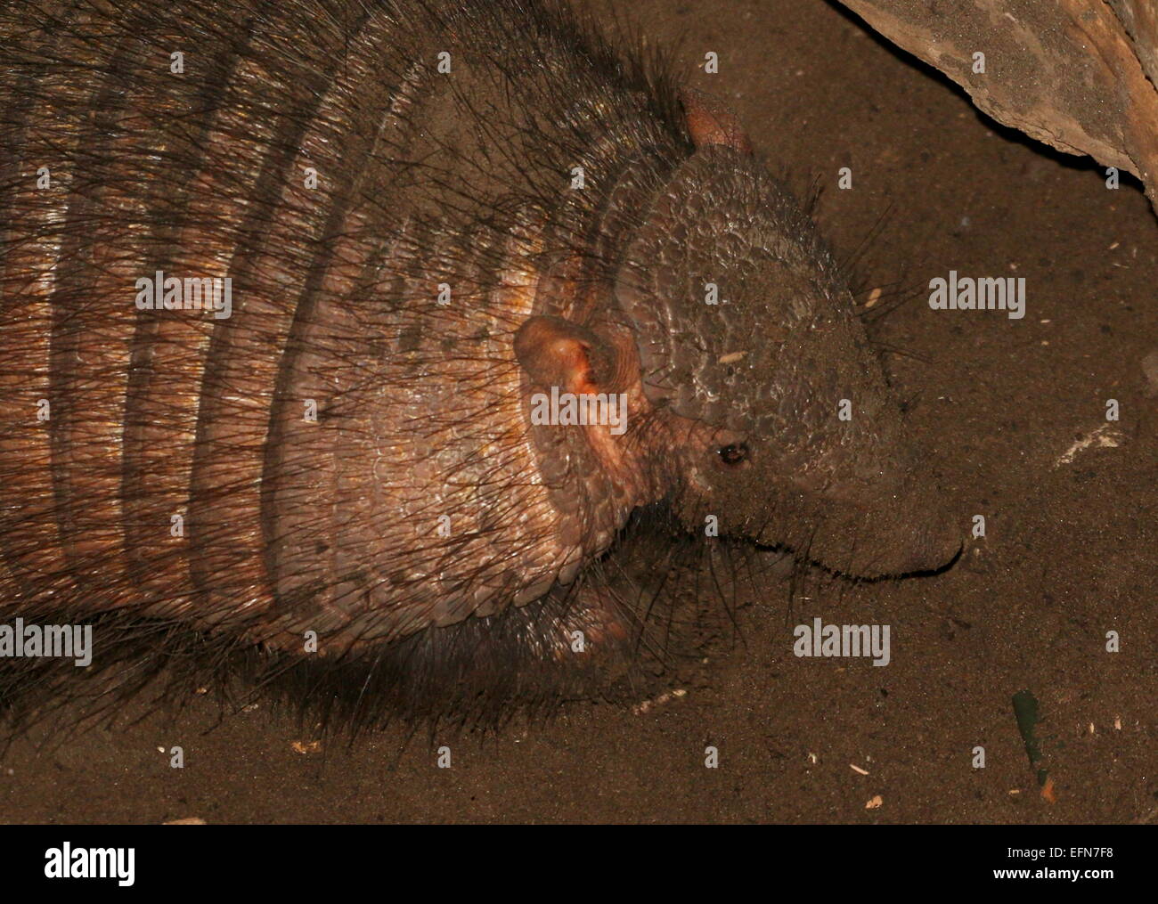 Südamerikanische große behaarte Gürteltier (Chaetophractus Villosus) Nahaufnahme von Kopf und Oberkörper Stockfoto