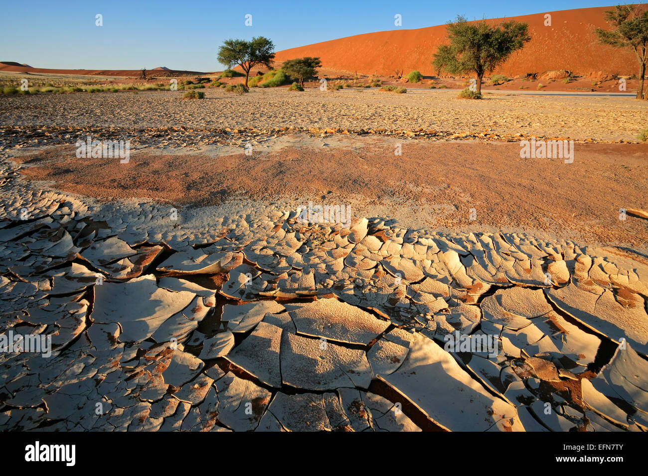 Wüstenlandschaft mit gerissenen Schlamm, Akazien und roten Sanddünen, Sossusvlei, Namibia Stockfoto