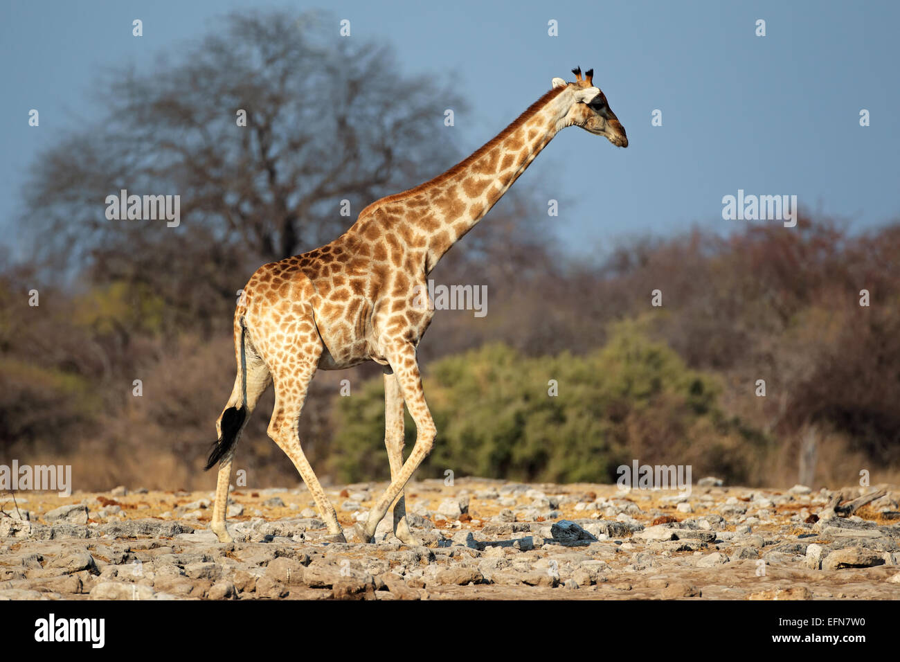 Eine Giraffe (Giraffa Plancius) im natürlichen Lebensraum, Etosha Nationalpark, Namibia Stockfoto