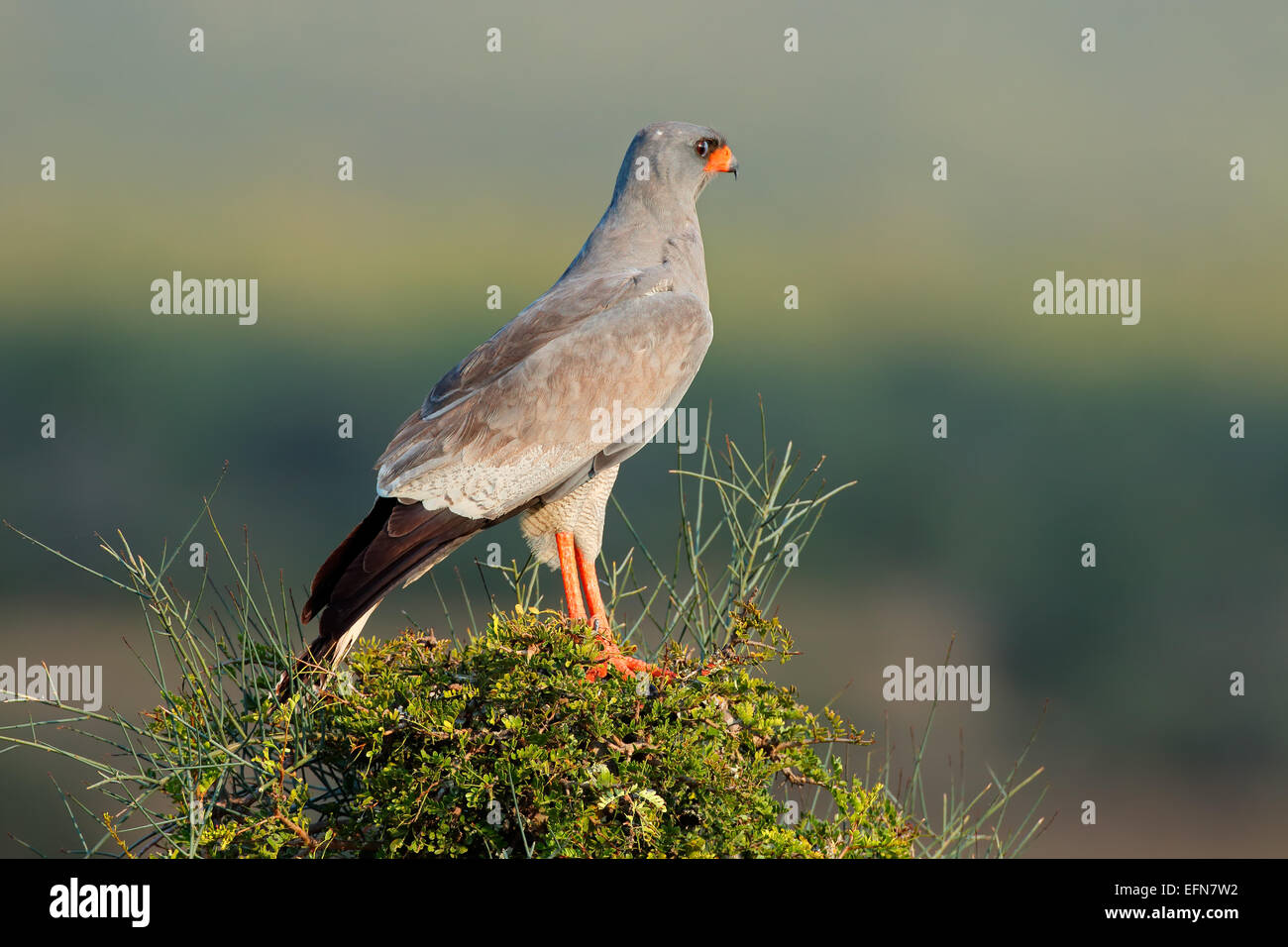 Blasse Gesangs Habicht (Melierax Canorus) thront auf einem Baum, Südafrika Stockfoto