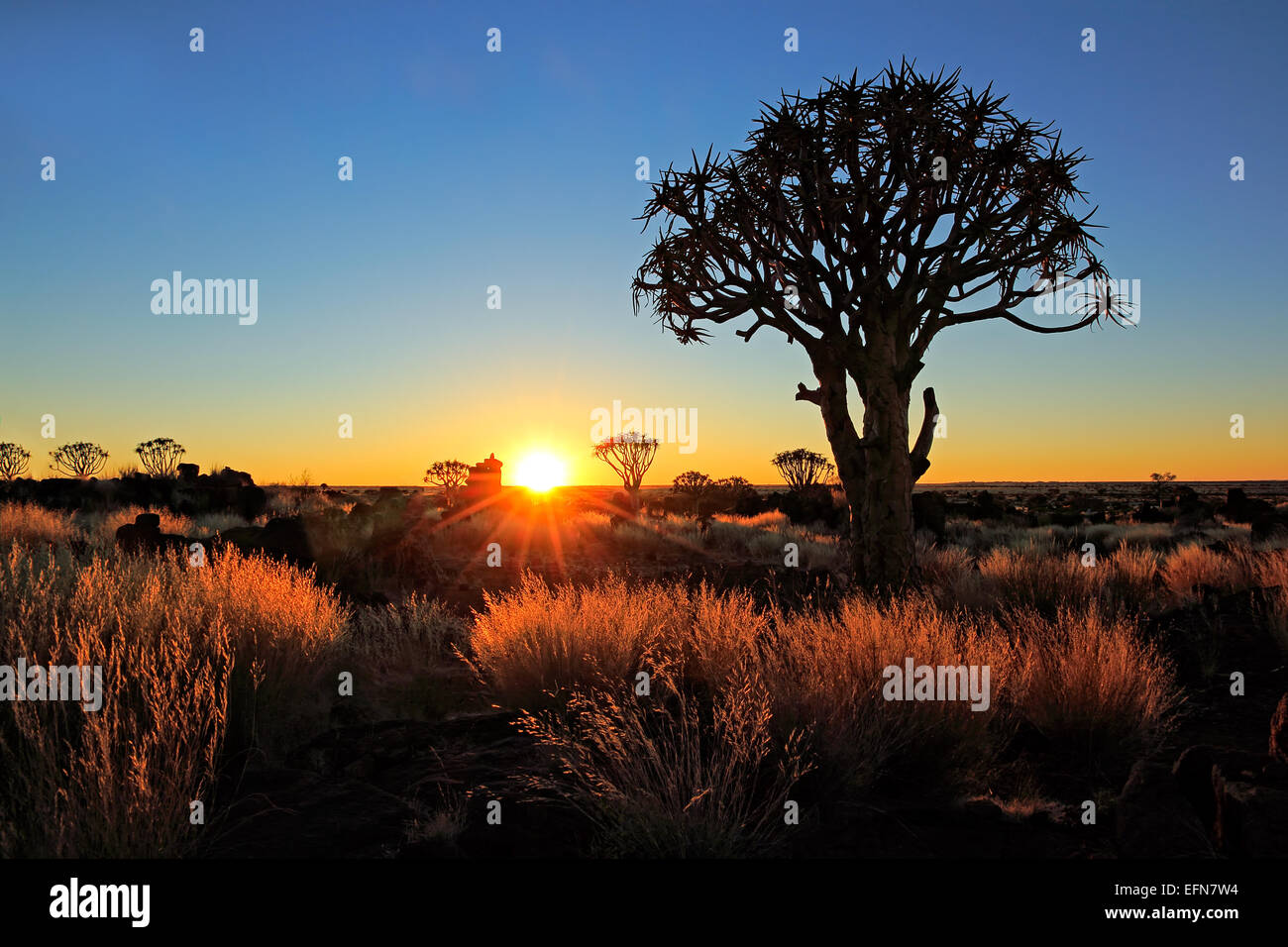 Köcher Bäume (Aloe Dichotoma) und goldene Gräser bei Sonnenaufgang, Namibia Stockfoto