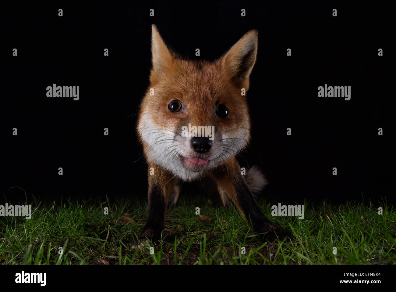 Lächelnde urban Fuchs, London UK Stockfoto