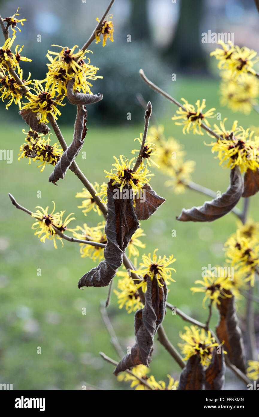 Hamamelis Mollis Jermyns Gold. Chinesische Hexe Hazel "Jermyns Gold" im Winter blühen. UK Stockfoto