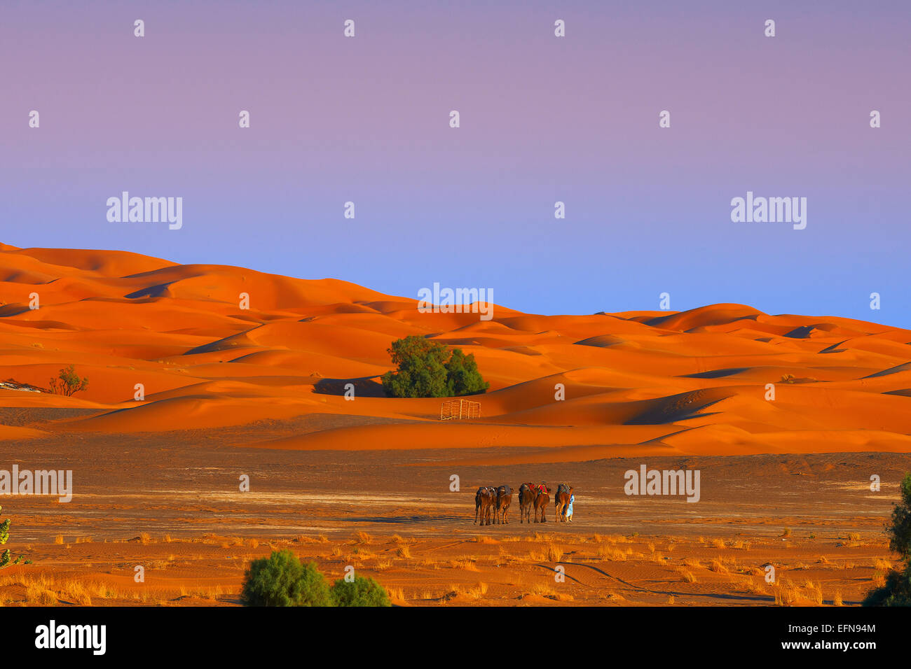 Merzouga, Erg Chebbi, Kameltrekking, Merzouga Sanddünen, die Wüste Sahara, Marokko, Maghreb, Nordafrika. Stockfoto