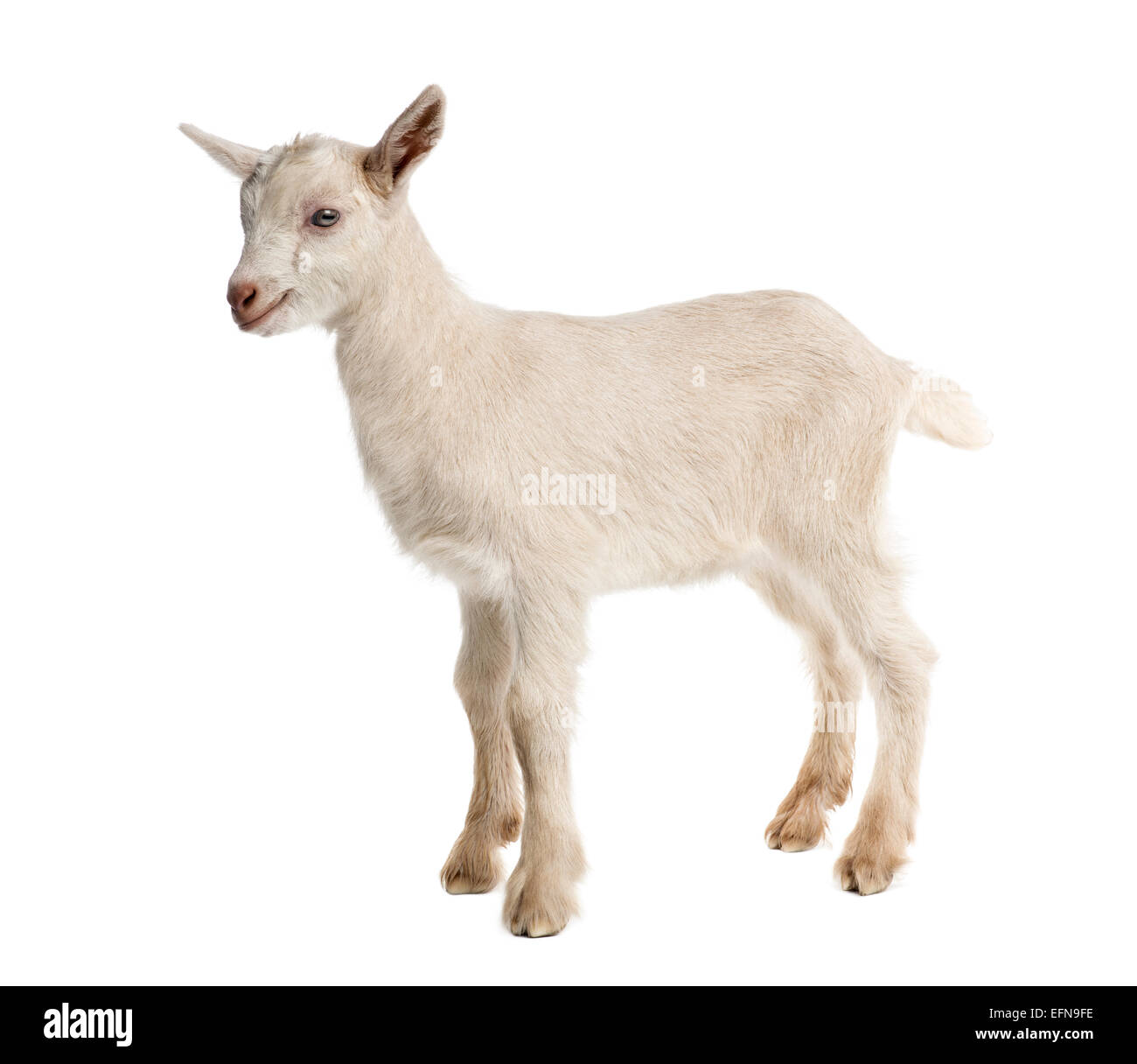Goat Kid (8 Wochen alt) vor weißem Hintergrund Stockfoto