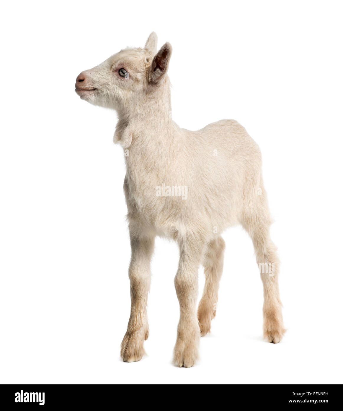 Goat Kid (8 Wochen alt) vor weißem Hintergrund Stockfoto
