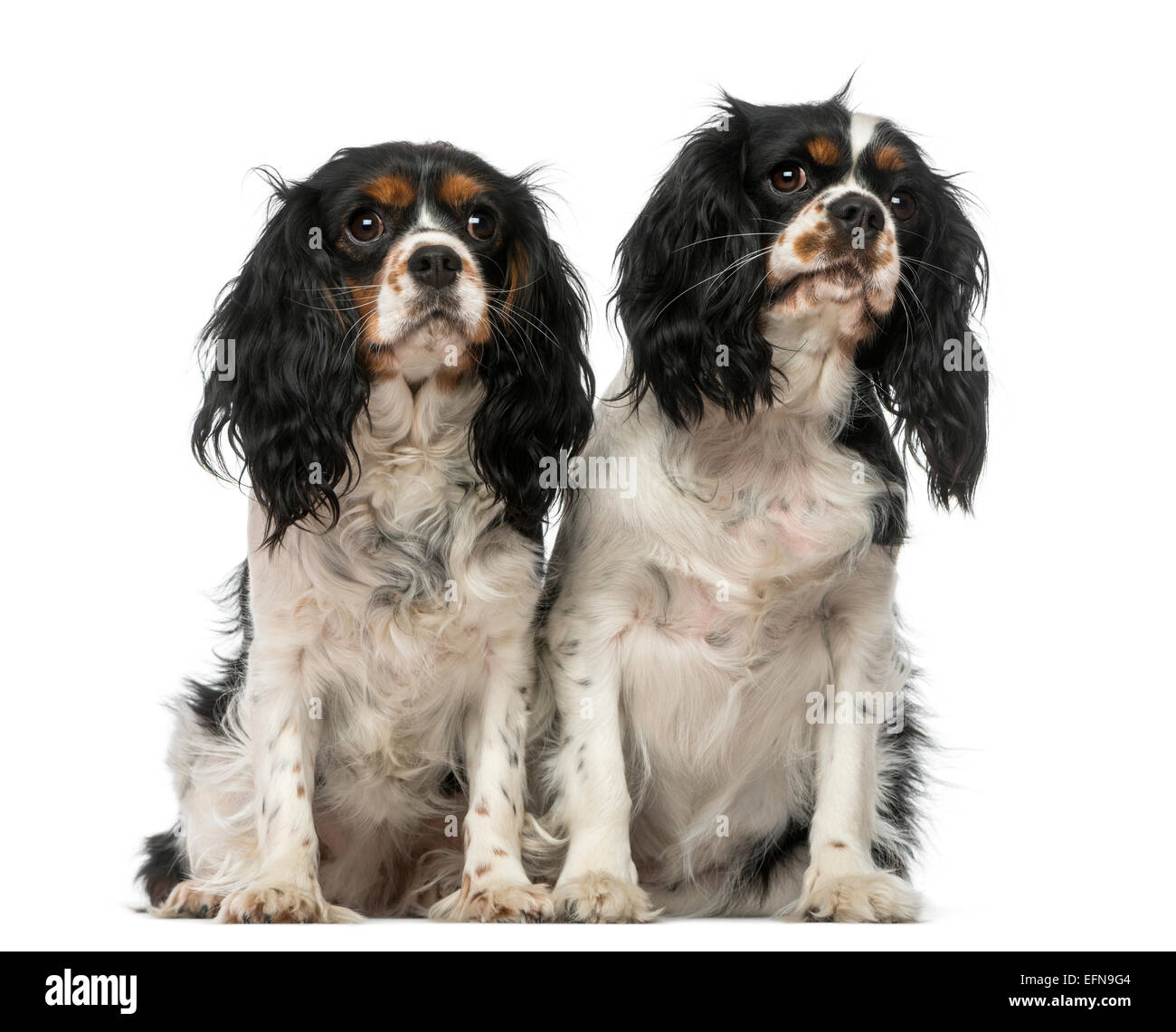 Zwei Cavalier King Charles Spaniels vor weißem Hintergrund Stockfoto