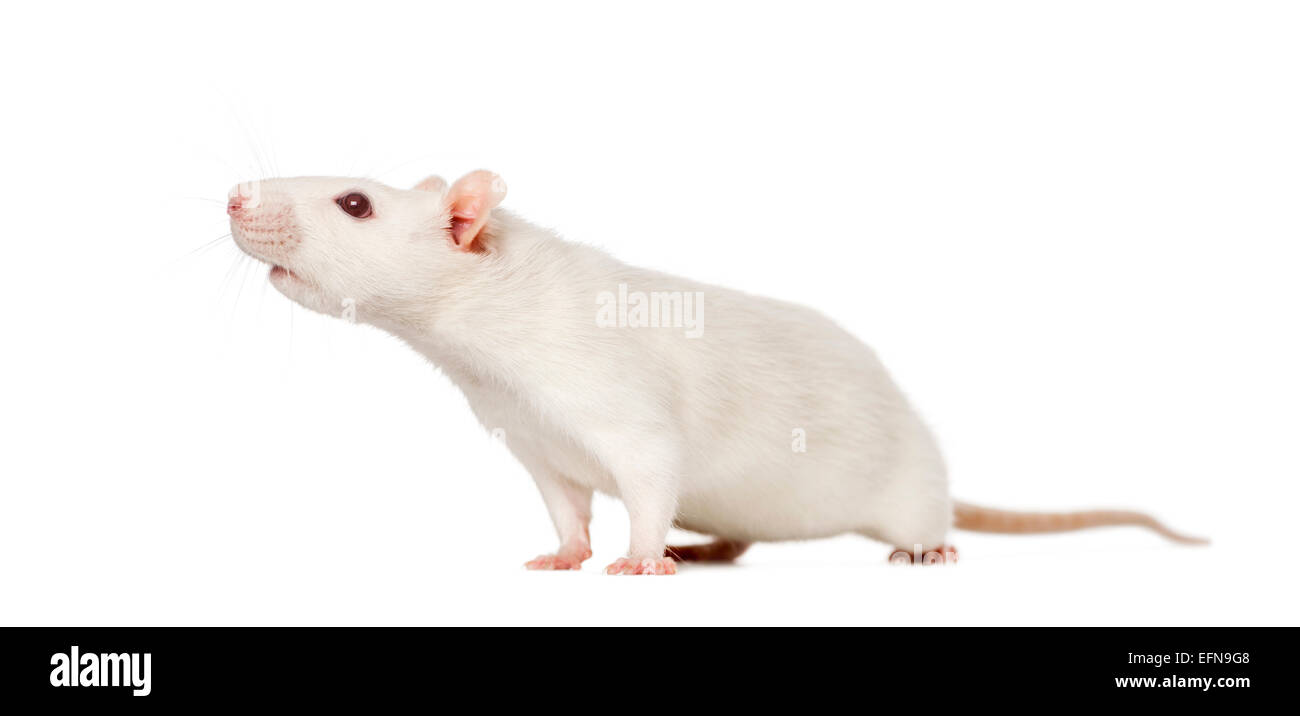 Ratte (8 Monate alt) vor weißem Hintergrund Stockfoto
