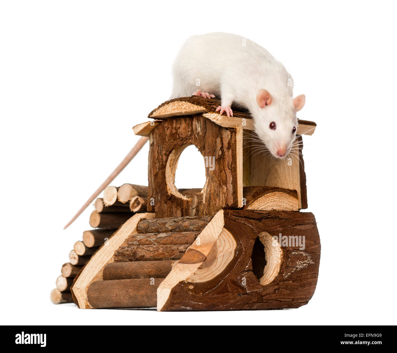 Ratte (8 Monate alt) stehend auf einem Maus-Haus vor weißen Zeitmessung Stockfoto