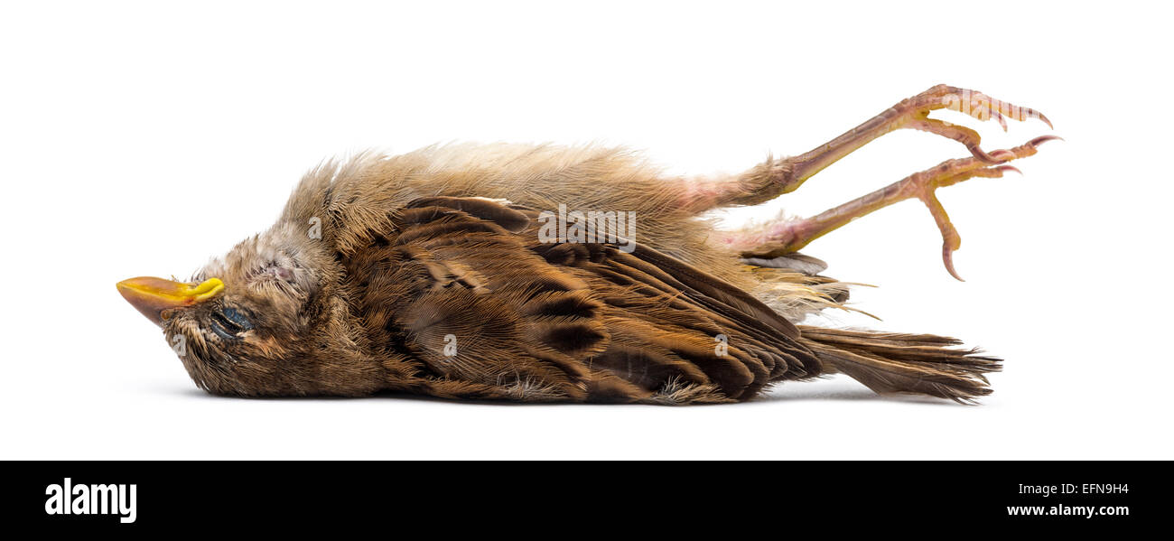 Toten jungen Haussperling, Passer Domesticus, vor weißem Hintergrund Stockfoto