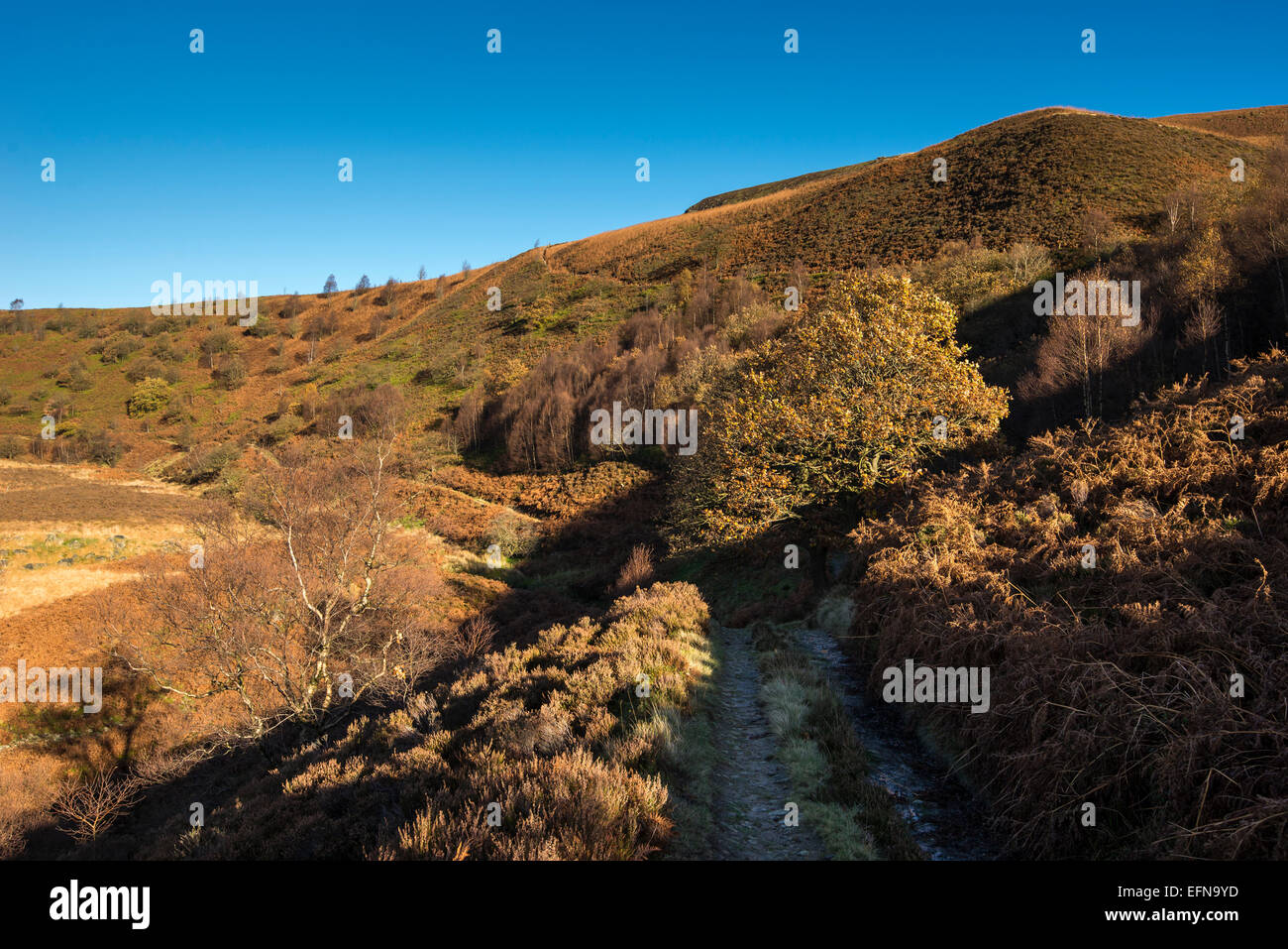 Herbstfärbung in den weiten des oberen Derwent Valley im Peak District, Derbyshire. Stockfoto