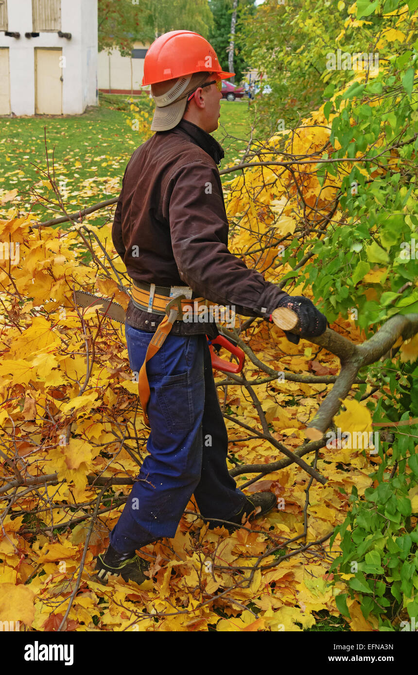 Schneiden von Ästen auf den Bäumen auf dem Auto mit dem Lift. Die Arbeitskraft schneidet Zweige eine Benzin-Kettensäge. Stockfoto