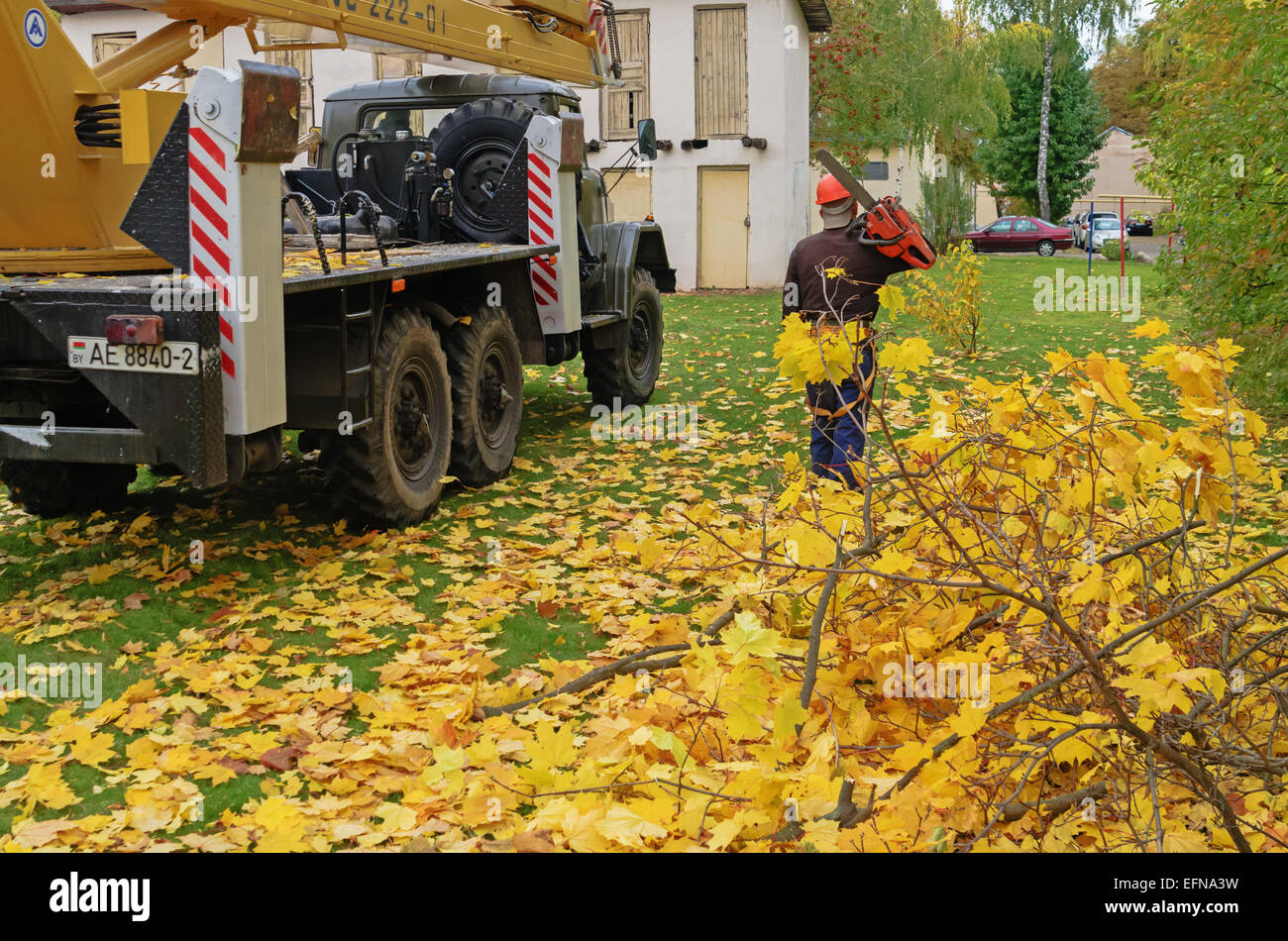 Schneiden von Ästen auf den Bäumen auf dem Auto mit dem Lift. Die Arbeitskraft schneidet Zweige eine Benzin-Kettensäge. Stockfoto