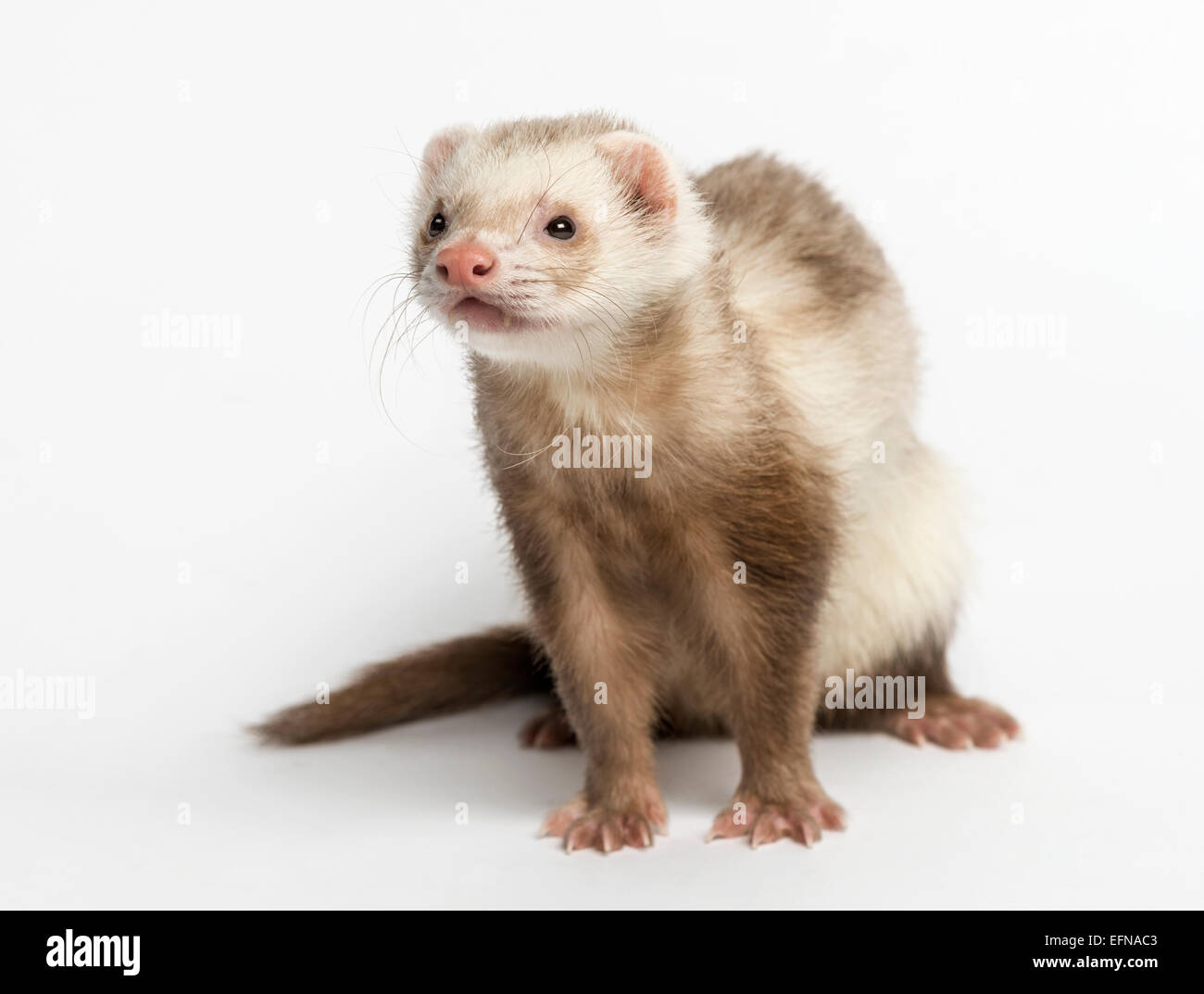 Frettchen Sie (3 Jahre alt) Mustela Putorius Furo, wegschauen vor weißem Hintergrund Stockfoto Frettchen Sie (3 Jahre alt) Mustela Putorius Furo, wegschauen vor weißem Hintergrund Stockfoto