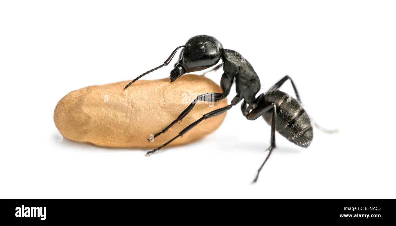 Rossameise Camponotus Vagus, tragen ein Ei vor weißem Hintergrund Stockfoto