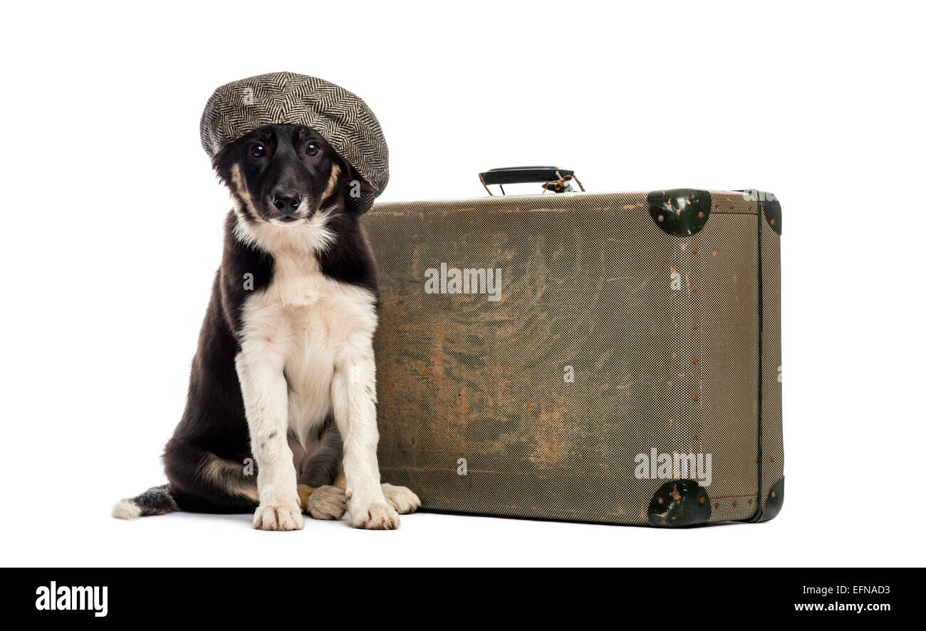 Border-Collie sitzt neben einem alten Koffer vor einem weißen Hintergrund Stockfoto