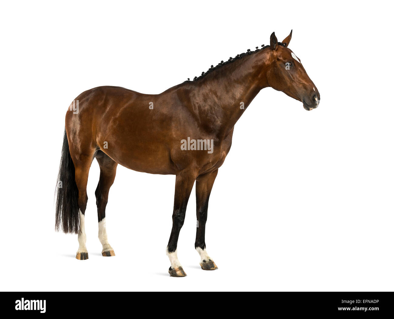 Rheinländer, 6 Jahre alt, Equus Ferus Caballus, vor weißem Hintergrund Stockfoto