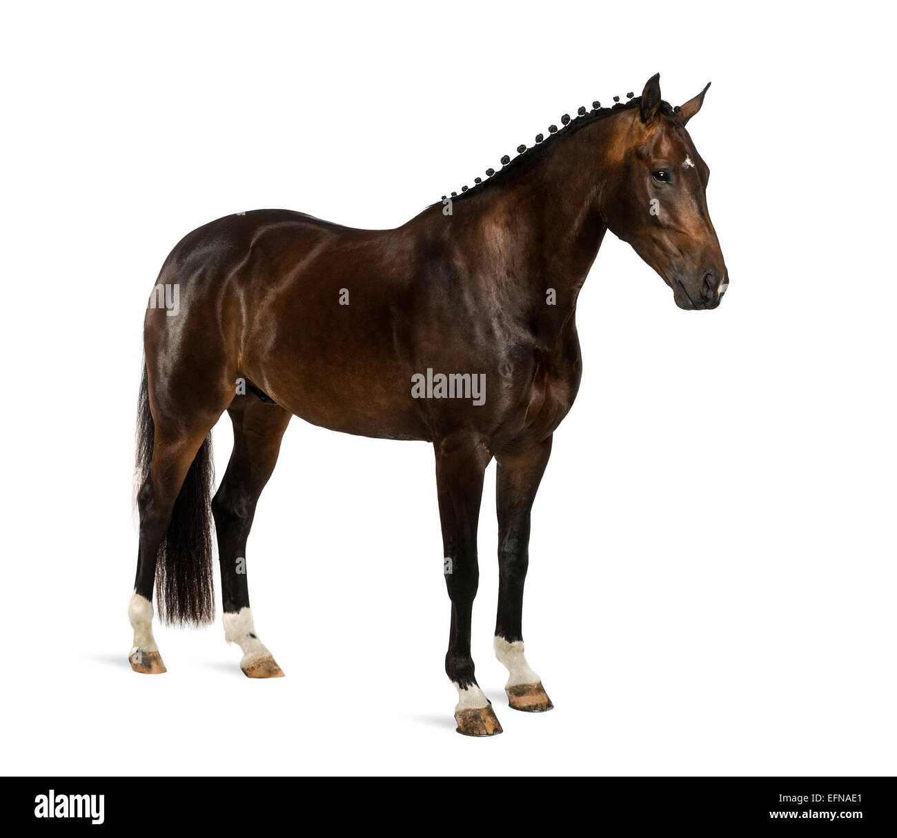 KWPN, niederländische Warmblut, 3 Jahre alt, Equus Ferus Caballus, vor weißem Hintergrund Stockfoto