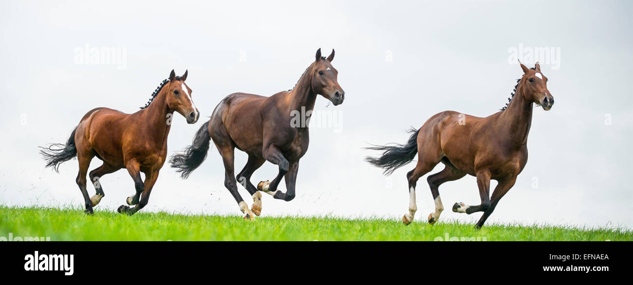 Pferde galoppieren in einem Feld Stockfoto