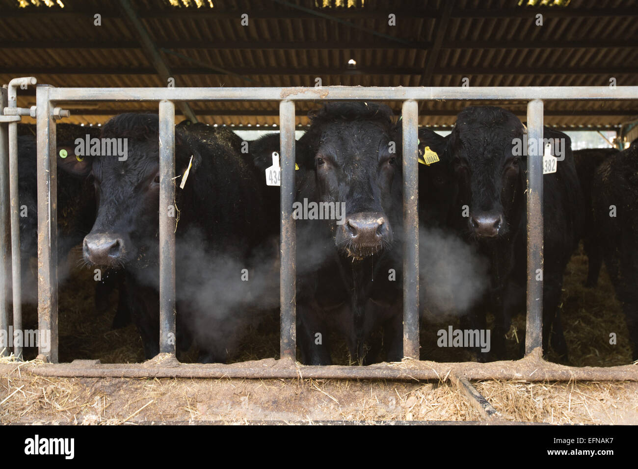 Aberdeen Angus-Rinder auf UK-Farm. Stockfoto