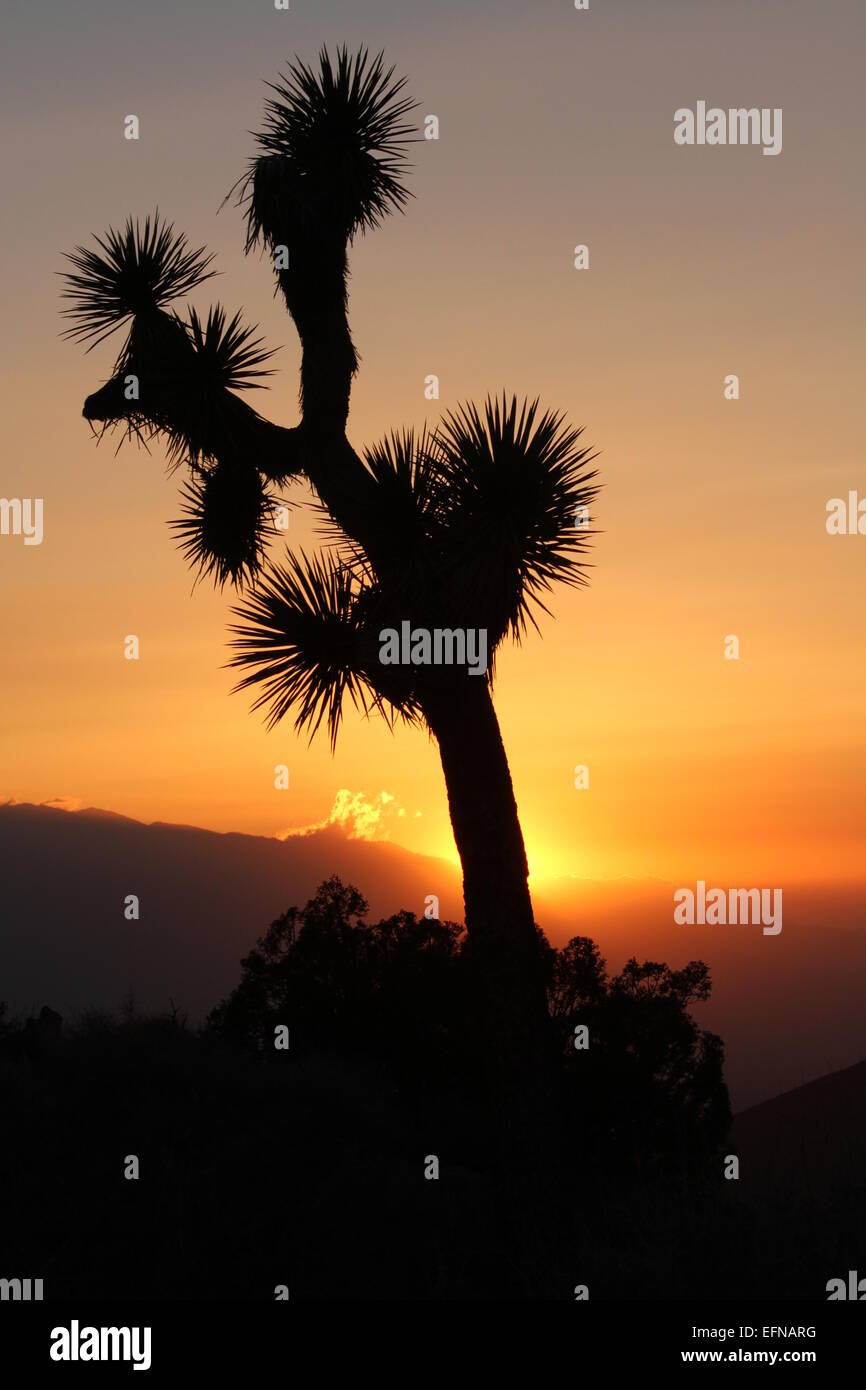 Joshua Tree California sunset Stockfoto
