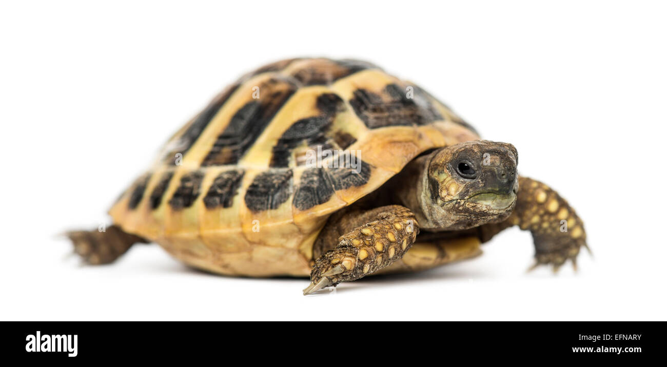 Hermanns Schildkröte vor weißem Hintergrund Stockfoto