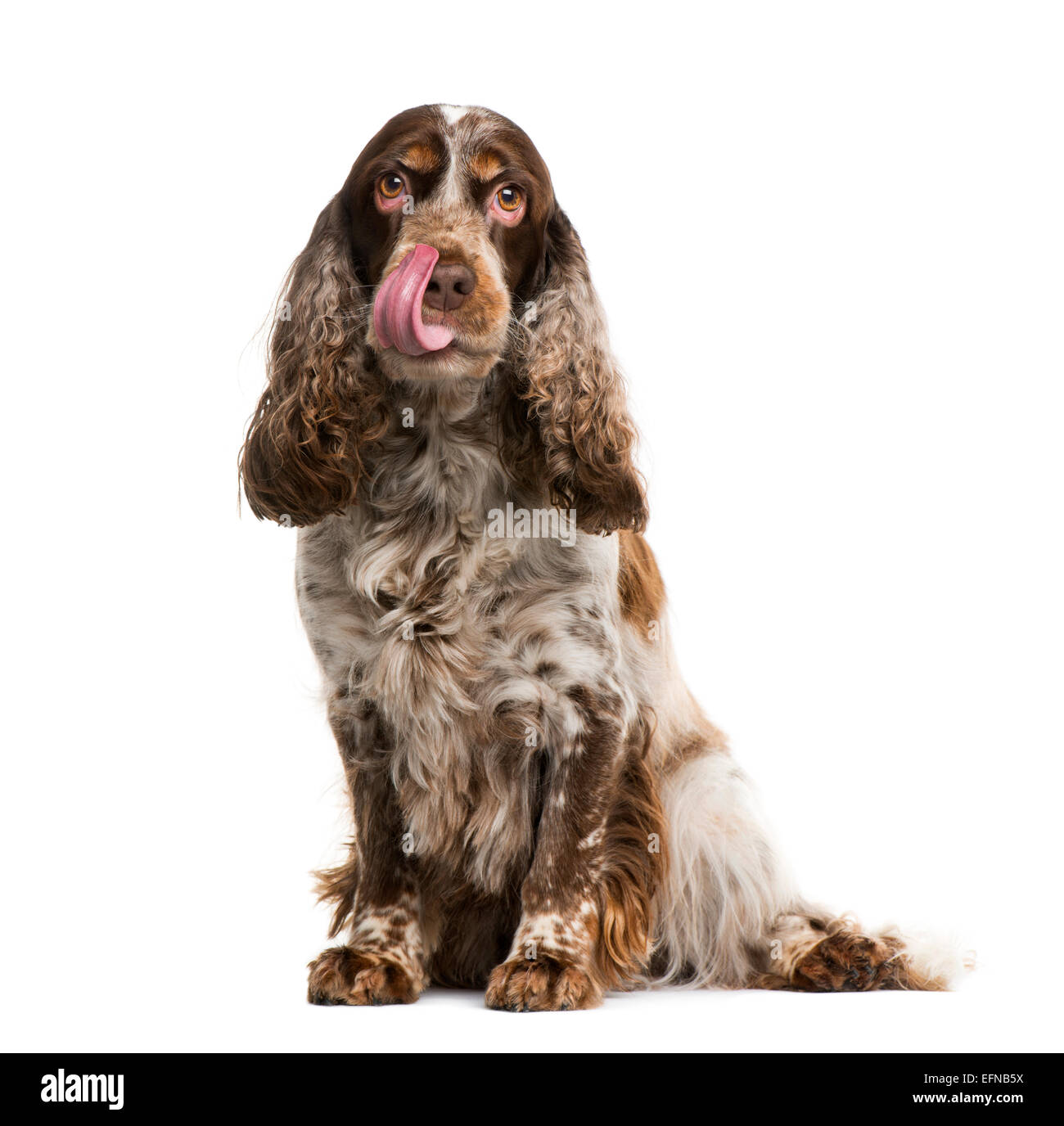Englischer cocker Spaniel vor weißem Hintergrund Stockfoto