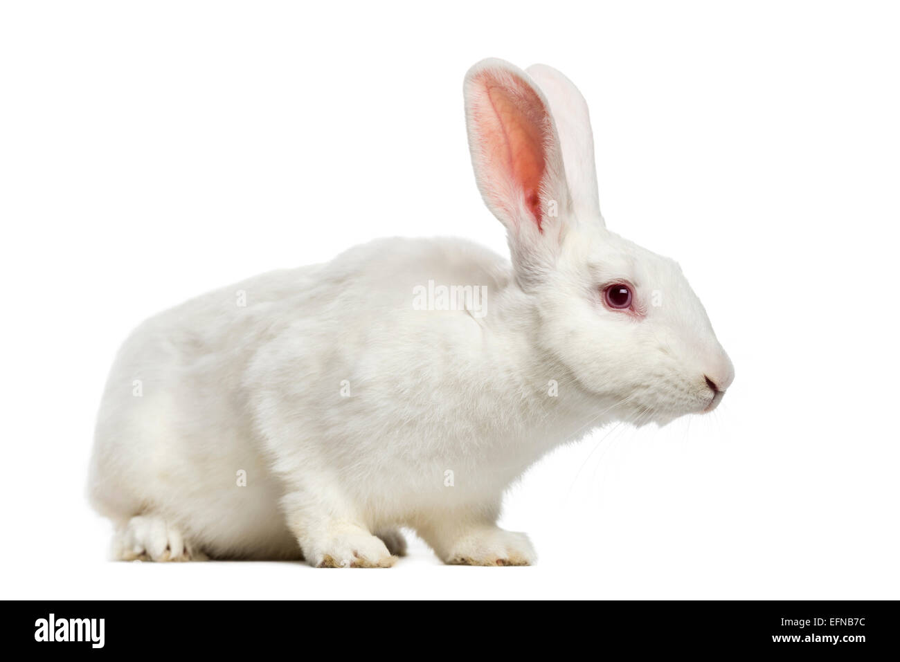 Weißes Kaninchen (7 Monate alt) vor weißem Hintergrund Stockfoto