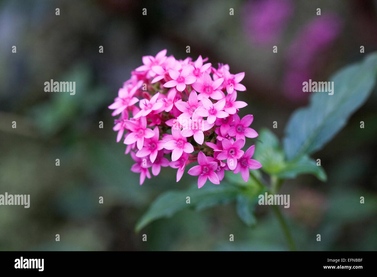 Pentas Lanceolata. Ägyptische Starcluster Blume wächst in einer geschützten Umgebung. Stockfoto