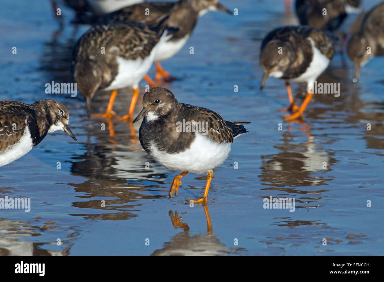 Turnstone Arenaria interpres Gruppe Fütterung auf tideline Stockfoto