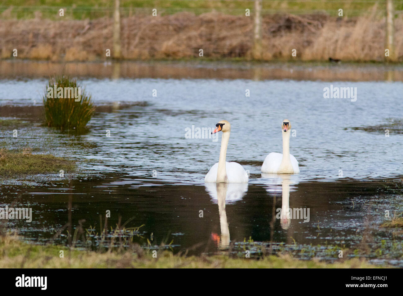 Ein paar Höckerschwäne (Cygnus Olor) auf einem Teich schwimmen. Stockfoto