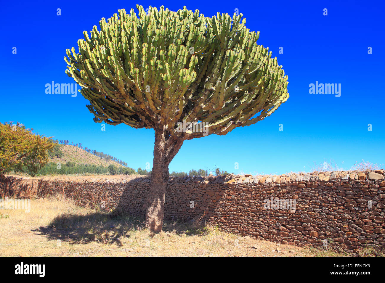 Kaktus in der Nähe von Dungur Palast, Axum, Tigray Region, Äthiopien Stockfoto