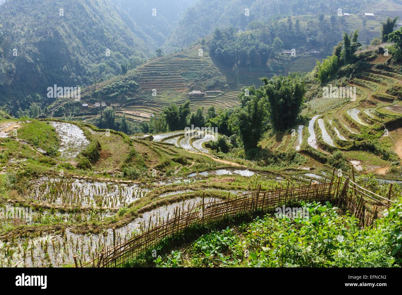 Reisfelder auf terrassierten Cat Cat Dorf, Sapa Vietnam. Stockfoto