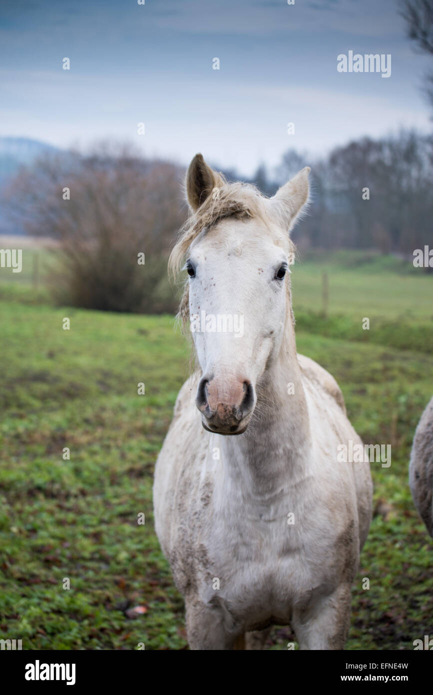 Pferde auf der Wiese, Tschechische Republik Stockfoto