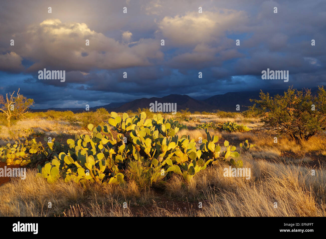 Santa Catalina-Nachmittag in der Nähe von Tucson, Arizona Stockfoto