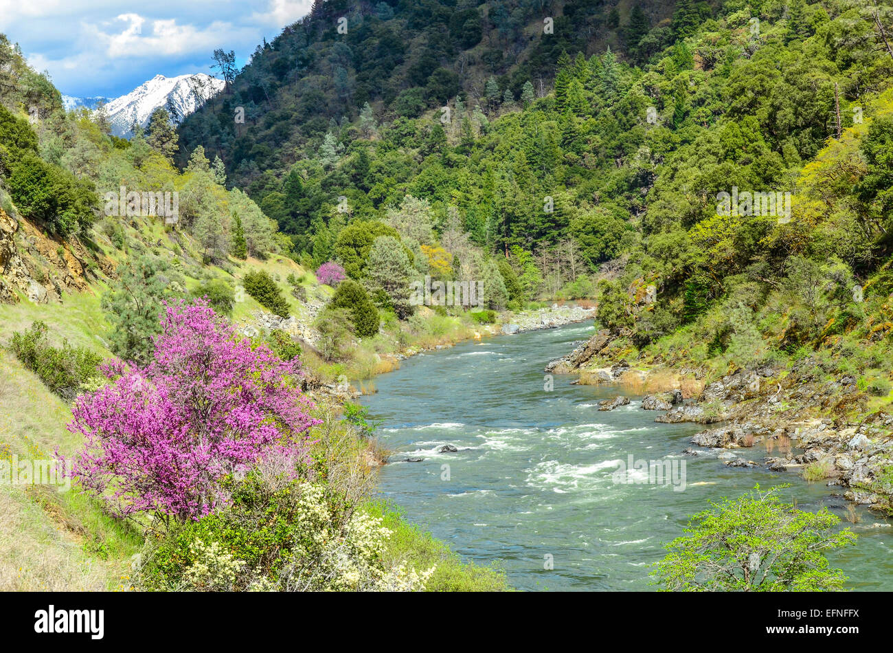 Westliche rote Knospe, Blüte von Trinity River, Shasta - Dreiheit National Forest, Kalifornien Stockfoto