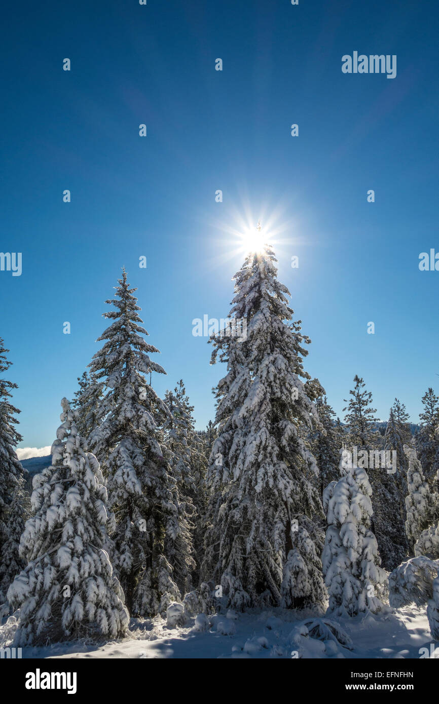 Weihnachtsbaum Stern, Klamath National Forest, Oregon Cascades, USA Stockfoto