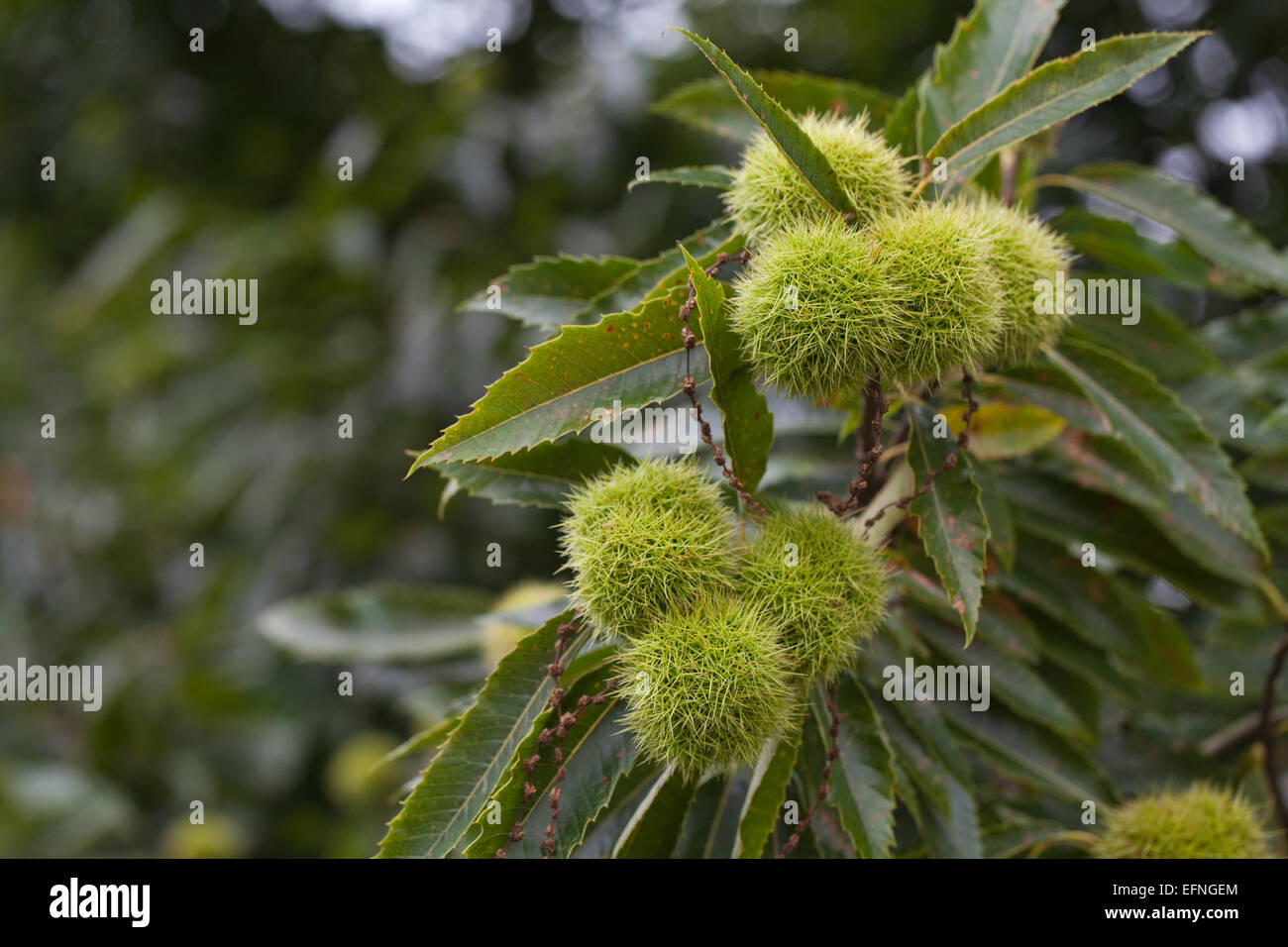 Edelkastanie (Castanea Sativa). Früchte und Blätter. September. Norfolk. Hinweis: männliche Blüten auf Kätzchen tot hängen. Stockfoto