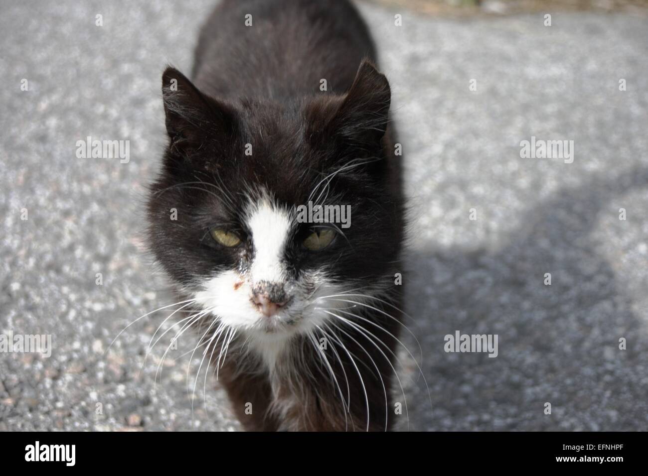Schmutzige Nase schwarze und weiße Katze Stockfotografie - Alamy