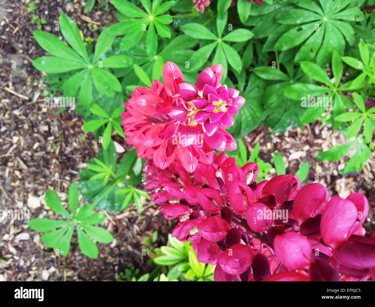 Lupinen Blumen Stockfoto