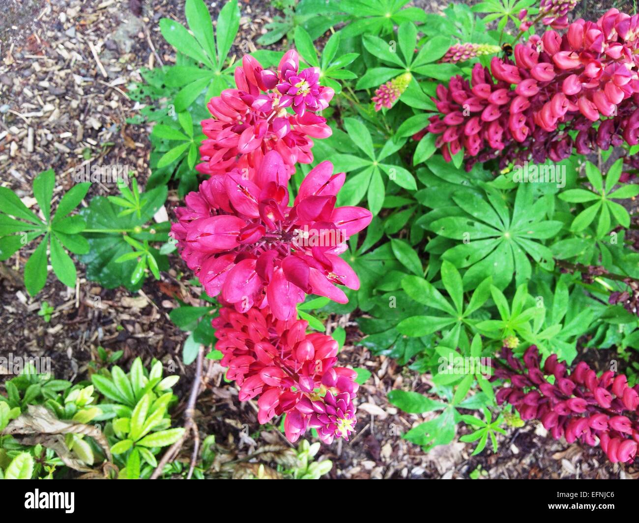 Lupinen Blumen Stockfoto