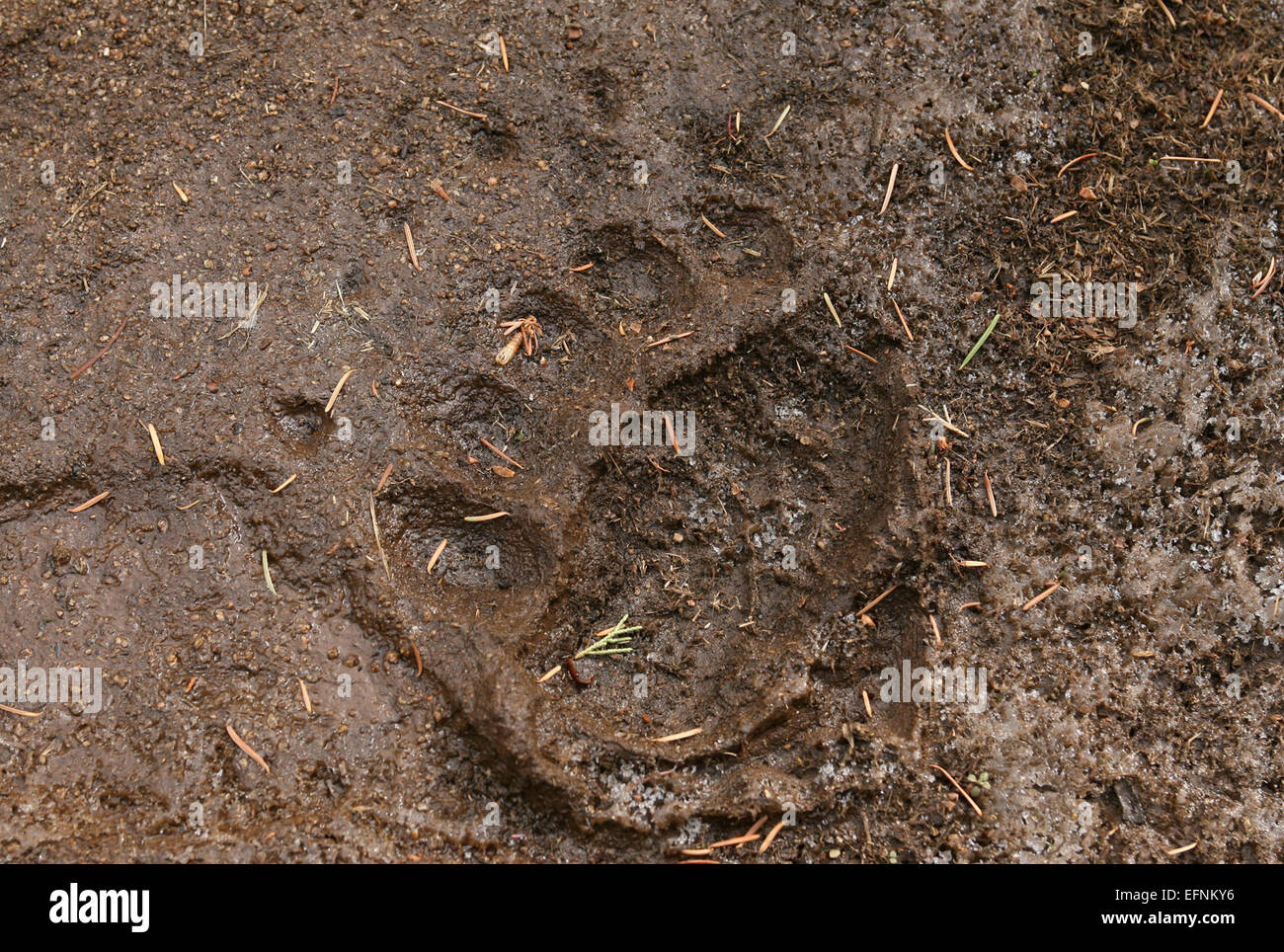 Ein Grizzlybärenpfad entlang des Yellowstone River Trail im Yellowstone National Park. Das Foto von Jim Peaco, aufgenommen im November 2008, zeigt ein verrätselhaftes Zeichen einer der bekanntesten Tierarten des Parks. Stockfoto