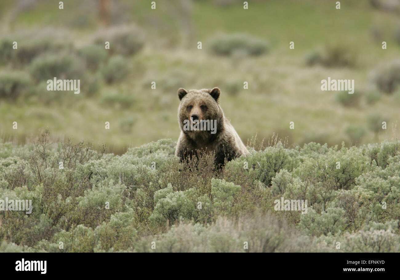 Ein Grizzlybär wurde im Juni 2005 von Jim Peaco auf den Swan Lake Flats