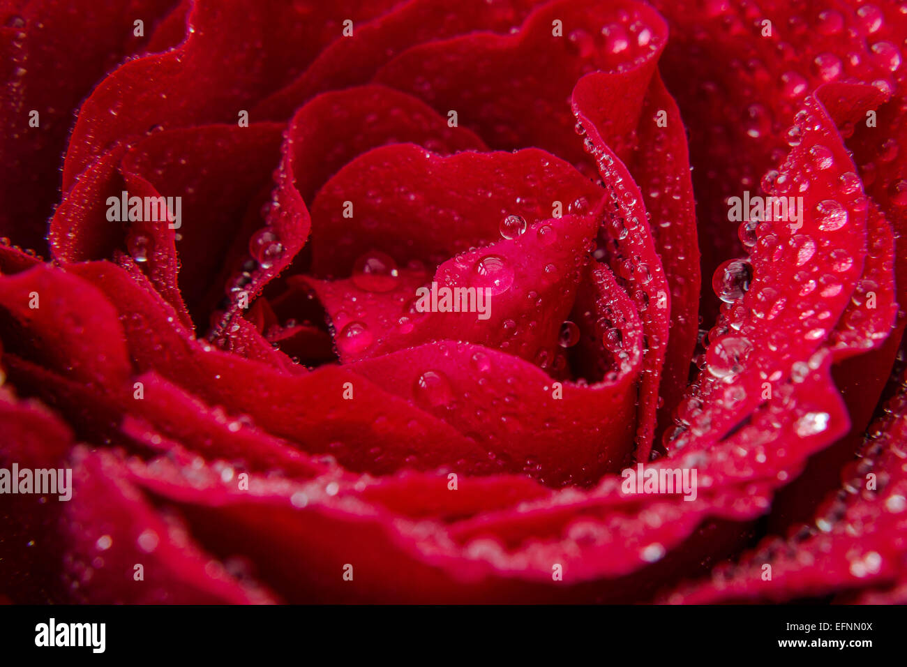 Wassertropfen auf einer rose Stockfoto