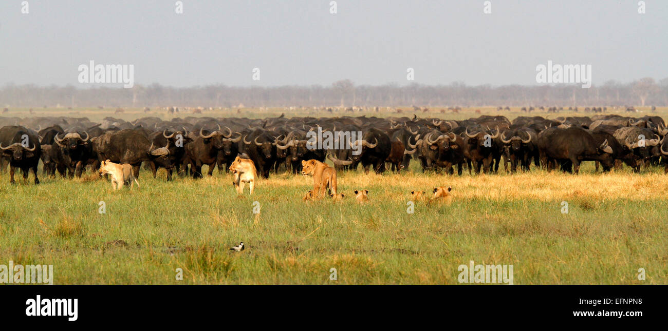 Stolz der Löwen lehren ihre jungen gefährlichen Akt der Jagd Kaffernbüffel Stockfoto