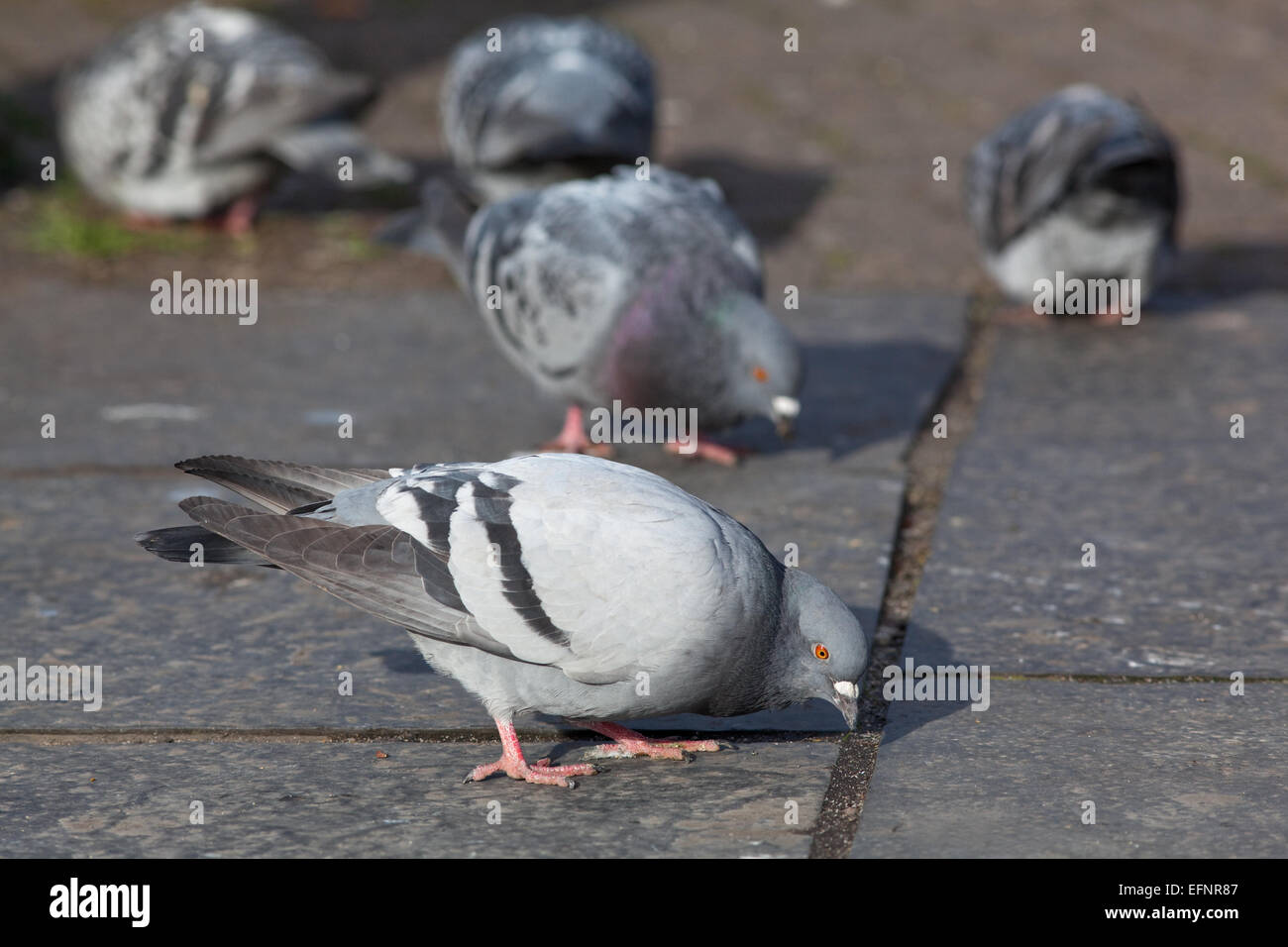 Verwilderte Haustauben (Columba Livia). Frei lebende domestizierte Vögel, Nachkommen der wilden Felsentaube. Stockfoto