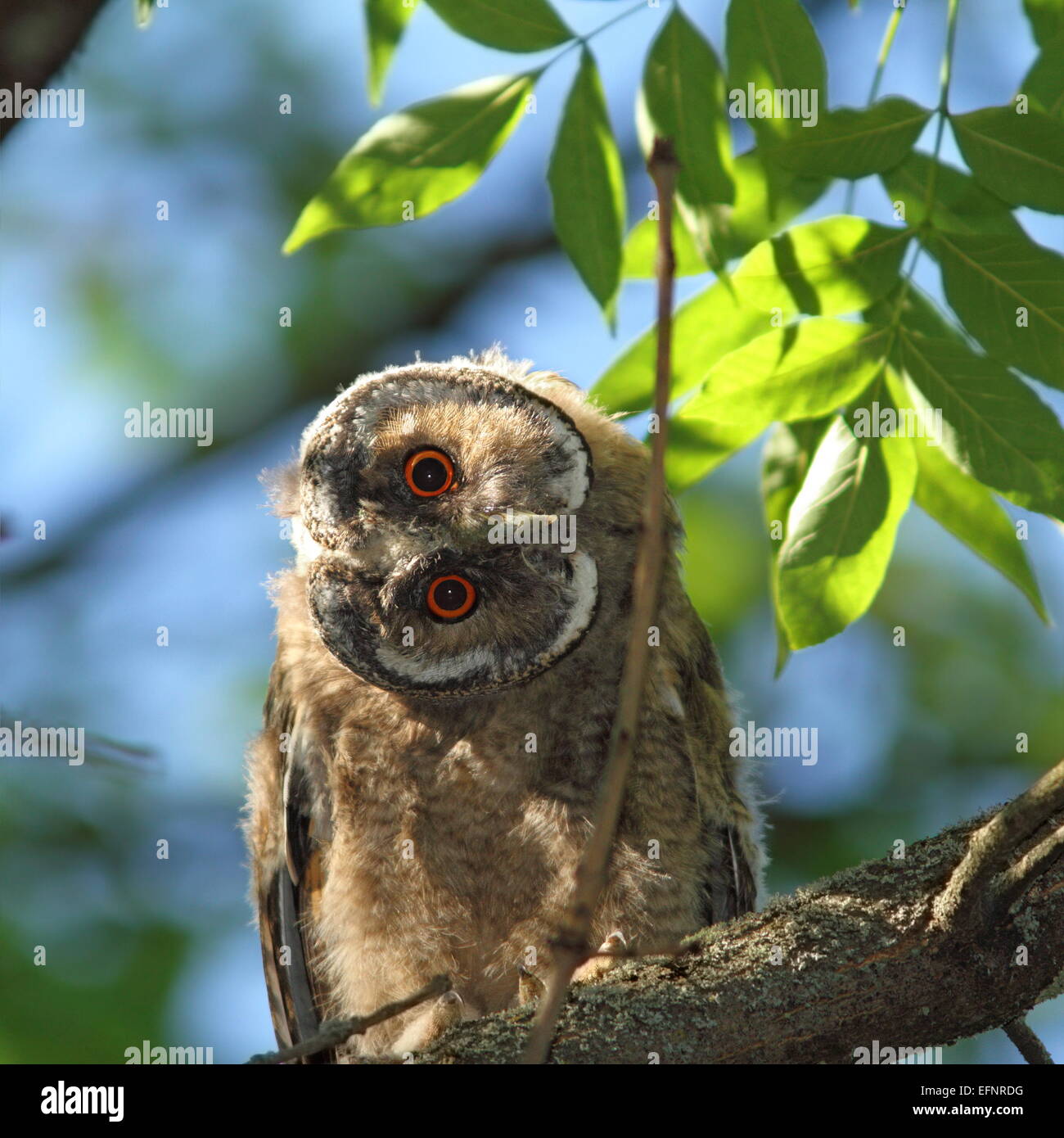 ASIO Otus Juvenile (Waldohreule) versteckt sich im Schatten eines Baumes, sehr neugierig auf Kamera Stockfoto